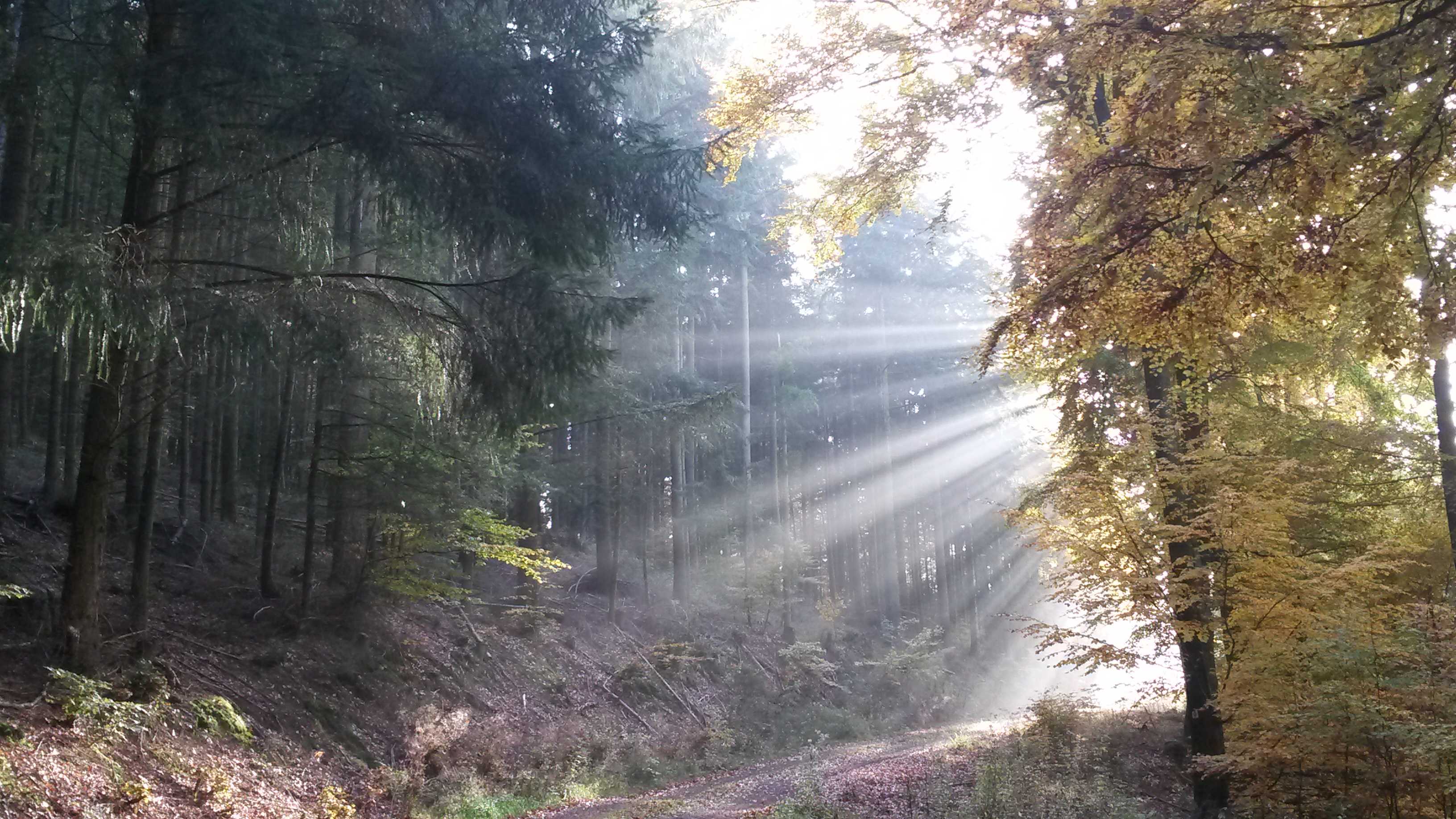 Waldweg bei Sonnenlicht